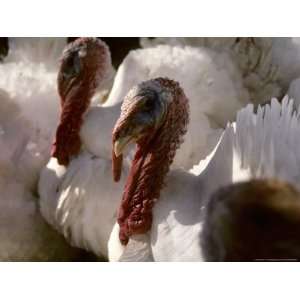 com Several Huge White Gobbler Turkeys Look Ugly But Will Taste Good 