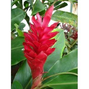  4 Hawaiian RED (Awapuhi`Ula`Ula) Ginger Plant Roots 