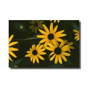  Blackeyed Susans Giclee Print