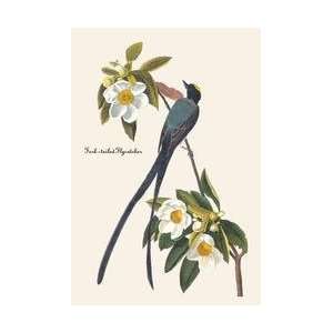  Fork Tailed Flycatcher 20x30 poster