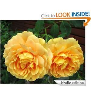 Growing Beautiful Roses The Ultimate Guide To Growing Roses That Will 