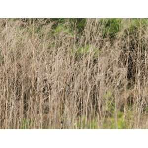 Wild Grasses Grow Along the Shore Line of Lake Murray, South Carolina 