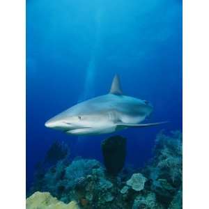  A Caribbean Reef Shark Swims over a Coral Reef in the 