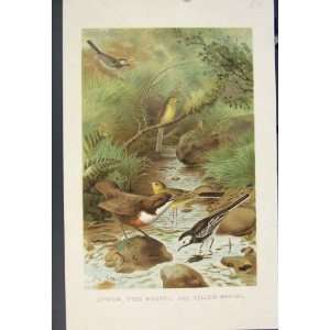  Dipper Pied Wagtail Yellow Bird Birds Colour Old Print 