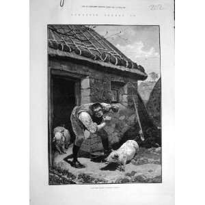  1880 Private Shave Galway Ireland Man Pigs Irish Print 