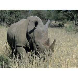  White Rhinoceros, Ceratotherium Simum, Namibia, Africa 