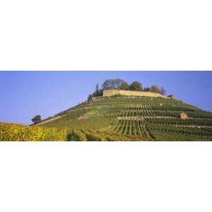  Vineyards on a Hill, Weinsberg, Baden Wurttemberg, Germany 