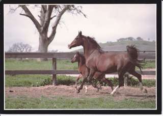 ARABIAN HORSE POSTCARD MARE AND FOAL CALIFORNIA  