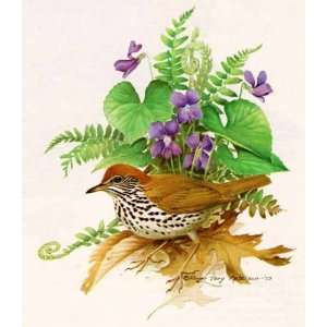    Roger Tory Peterson   Wood Thrush Open Edition