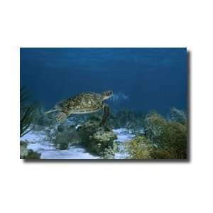  Green Sea Turtle Iv Bonaire Island Netherlands Antilles 