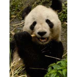  Giant Panda Family, Wolong China Conservation and Research 