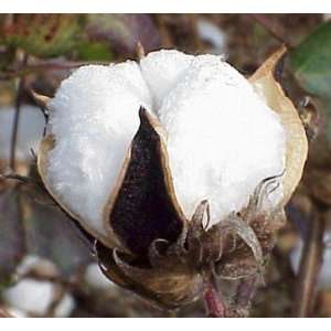  Cotton Boll