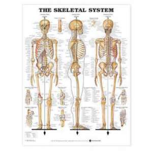 The Skeletal System Anatomical Chart  