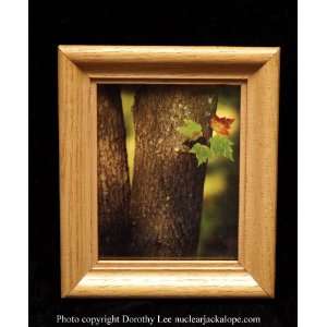  In The Spotlight nature landscape detail framed Photograph 
