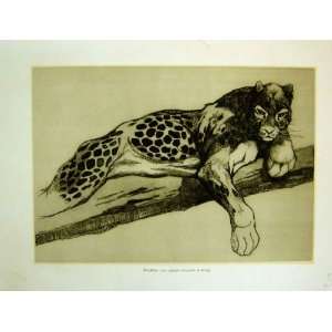  Wild Beasts Panther Bear 1930 French Print