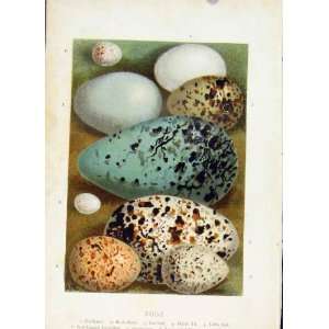   Thorburn Wild Birds Egg Guillemot Rock Dove Print