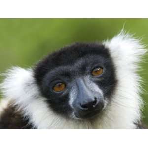  Black and White Ruffed Lemur Portrait, Madagascar 