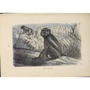  African Monkey Monkies Baboon Ape Gorrilla Old Print