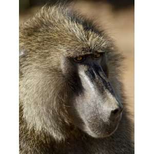  Olive Baboon, Samburu National Reserve, Kenya, East Africa, Africa 