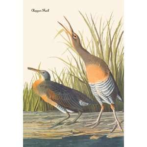  Clapper Rail 20x30 poster