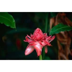  Tropical Flower, Tahiti, the Society Islands, French 