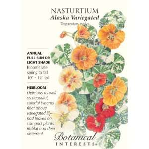  Alaska Variegated Nasturtium Heirloom Seeds 25 Seeds Baby