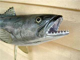 XL Big Speckled Trout Fish mount replica for sale 6lb+  