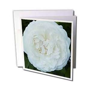  Florene Flower   Closeup White Petals   Greeting Cards 6 