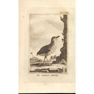  The Alarum Thrush 1812 Buffon Birds Plate 109