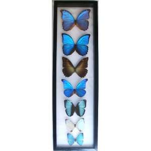 Framed Blue Morpho Butterflies with Seven Species From Peru Mounted in 