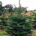 Noble Fir (abies procera) 30+EXTRA seeds. Christmas Tree  