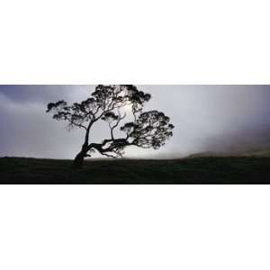  Silhouette of a Koa Tree, Mauna Kea, Kamuela, Big Island 