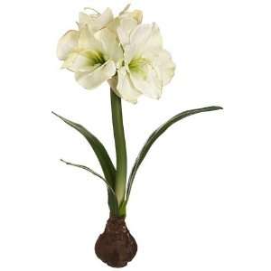  21 Standing Amaryllis W/Bulb Green (Pack of 4)