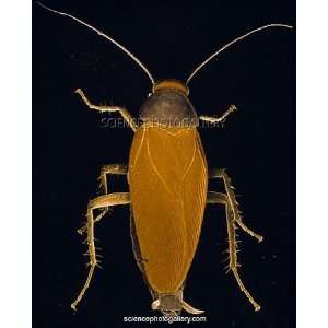  False colour SEM of American cockroach (top view) Canvas 