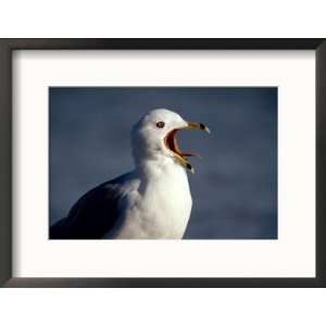  Ring Billed Gull Squawking by the Ocean Art Styles Framed 