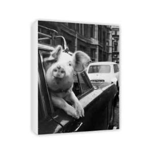  Perky The Pig   Canvas   Medium   30x45cm