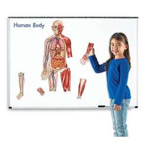  4 Pack LEARNING RESOURCES DOUBLE SIDED MAGNETIC HUMAN BODY 