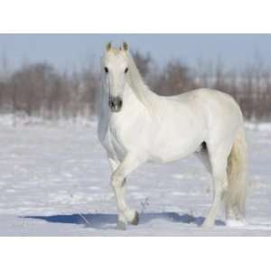  Grey Andalusian Stallion Portrait in Snow, Longmont 