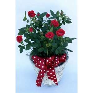  Mini Red Rose Basket   Miniature Rose Patio, Lawn 