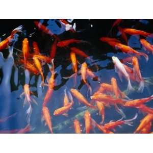 Goldfish in Pond at Chinese and Japanese Gardens, Singapore 