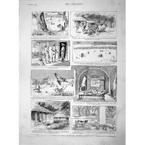  1895 Life India Bungalow Animals Hunting Old Print