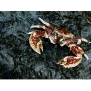  An Anemone Crab Crawls over a Carpet of Tentacled Sea Anemones 