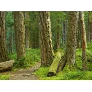 Tree Trunks in Old Growth Forest, Olympic National Park, Port Angeles 