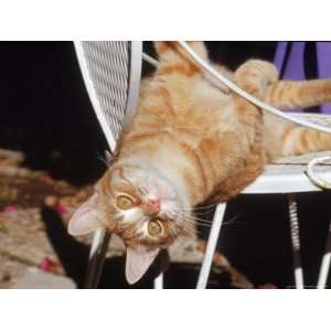 Tabby Cat Sitting with Head Hanging Upside Down Photos To Go 
