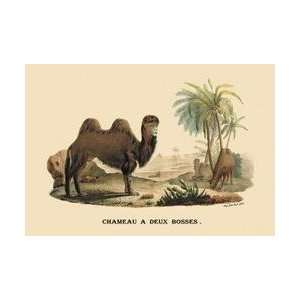  Chameau a Deux Bosses (Camel) 20x30 poster