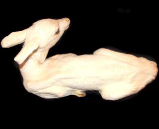 Full Body Albino Whitetail Deer Fawn Taxidermy Mount Bedded Baby Buck 