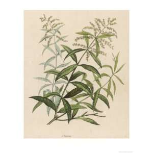  Also Called Verveine or Vervain Giclee Poster Print, 42x56 