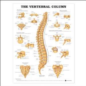 The Vertebral Column Anatomical Chart 20 X 26 Laminated  