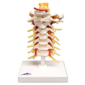 Cervical Vertebrae Model  Regional Spinal Series #1 of 3  