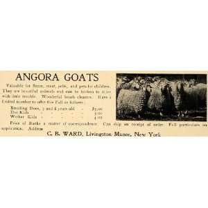  1907 Ad Angora Goats Doe Kids Wether Breeding Does 